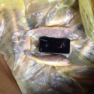 【7-8條舟山條凍小黃魚 前三潮水】價格,廠家,圖片,鮮活/冷凍水產,夏凱-