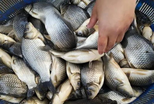 苗種投放時節和苗種規格大小如何選擇