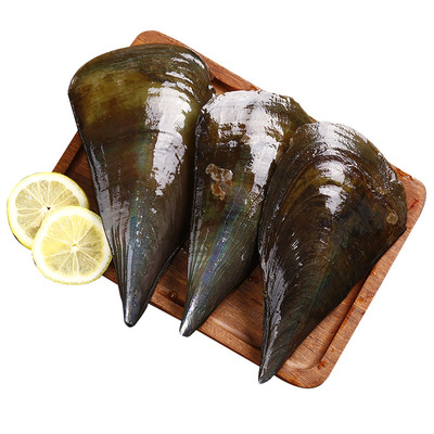 廠家直銷 帶子貝江瑤貝 綠貝海鮮 鮮活水產(chǎn)品 批發(fā)冷凍貝類產(chǎn)品