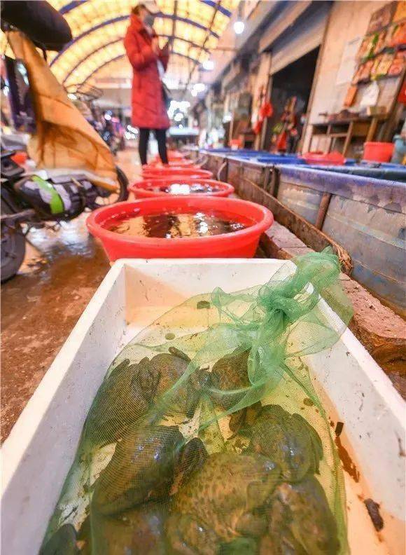 水產(chǎn)農(nóng)貿(mào)市場無野味 牛蛙全是人工養(yǎng)殖