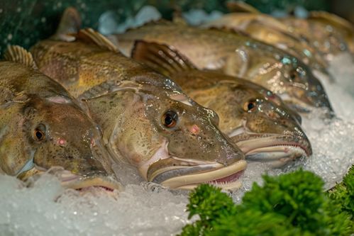 生鮮海鮮水產(chǎn)海產(chǎn)銀鱈魚 攝影圖