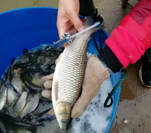 很多人愛吃這5種海鮮,其實添加劑太多 水產店老板 我從來不吃