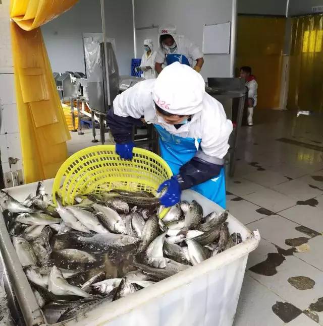 給力!臺風過后,斗門區水產養殖加工企業基本全面復工