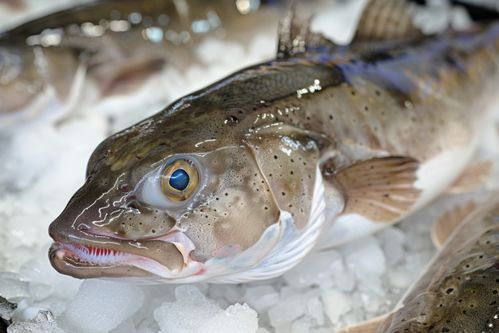 生鮮海鮮水產鱈魚海鮮 攝影圖