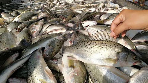 水產(chǎn)用免疫多糖越來越多,用了就能起作用 這些科研僅供參考▏陳昌福專欄