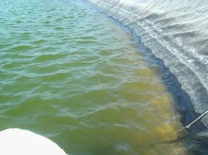 酷暑高溫季節(jié)水產(chǎn)養(yǎng)殖池塘管理技術(shù)