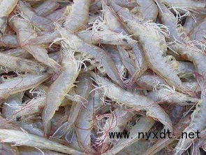 水產(chǎn)養(yǎng)殖 高溫季節(jié)下怎么養(yǎng)殖南美白對(duì)蝦