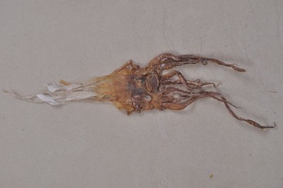 【優品推薦 供應朝鮮干制水產品魷魚干 海鮮魷魚特產系列(圖)】價格,廠家,圖片,干制水產品,湘潭市雨湖區楊梅塘周記南雜批發部-