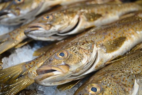 海產品食材水產銀鱈魚 攝影圖