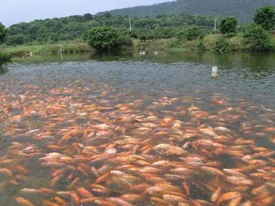 水產養殖水質常規檢測的傳感器有哪些