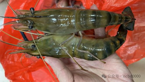 年產(chǎn)1600萬斤魚蝦,40年水產(chǎn)老兵進軍小棚蝦市場,投6000萬元建種苗場 2024小棚蝦產(chǎn)業(yè)調(diào)研⑩