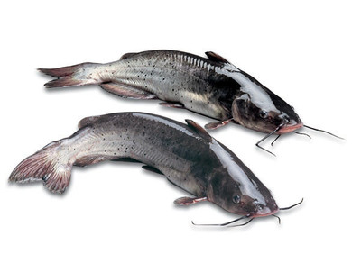 鯰魚、鉗魚、鮰魚是同一個魚品種嗎?_360問答
